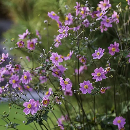 La Enchantée La Baffe