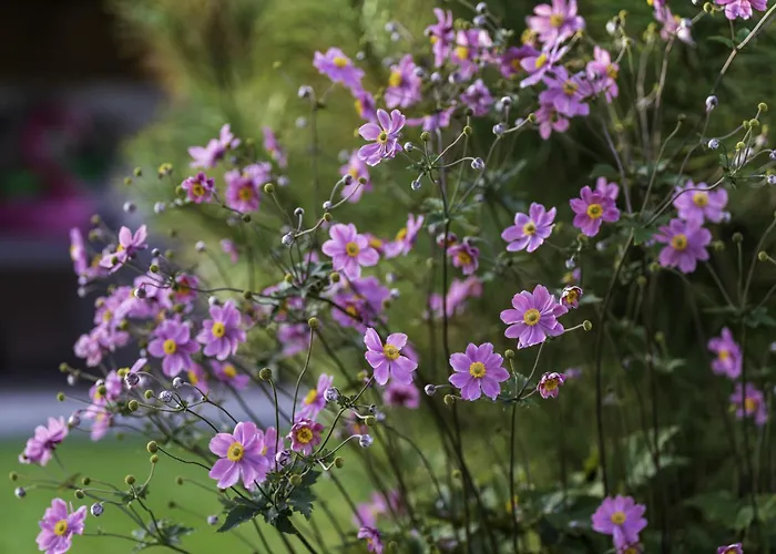 La Enchantee La Baffe